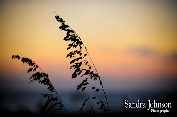 Best Anna Maria Island Wedding photographer - Sandra Johnson (SJFoto.com)